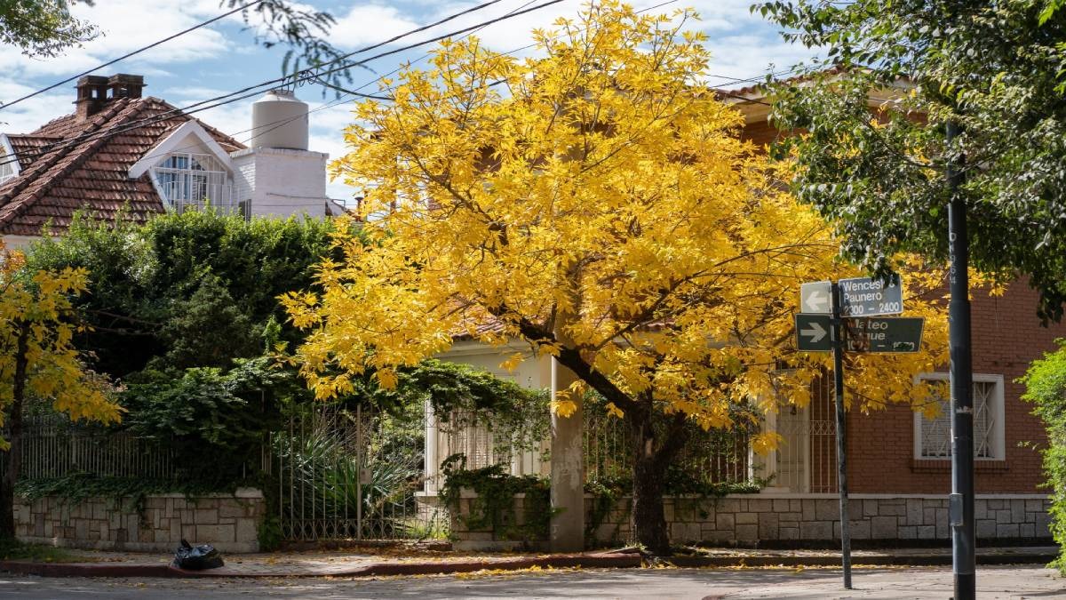 A árvore certa no lugar certo como a arborização transforma as cidades