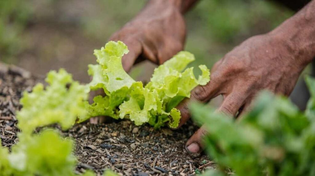 Uma alternativa sustentável para o agro enfrentar majoração do adubo