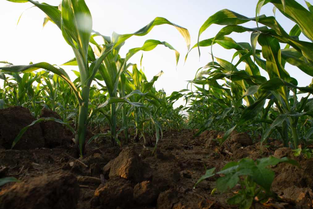 El Niño passa, o solo fica